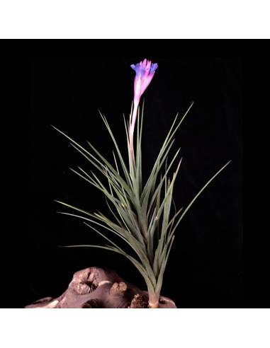 Tillandsia Seideliana Ecoterrazas
