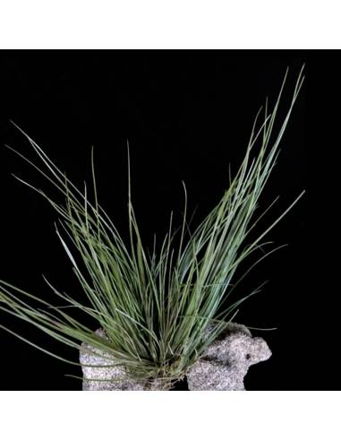 Pseudosetacea Tillandsia Ecoterrazas
