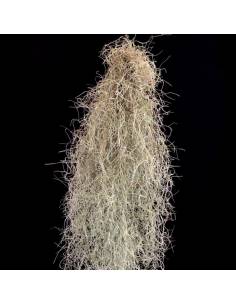 Usneoides (Spanish moss) Tillandsia Ecoterrazas