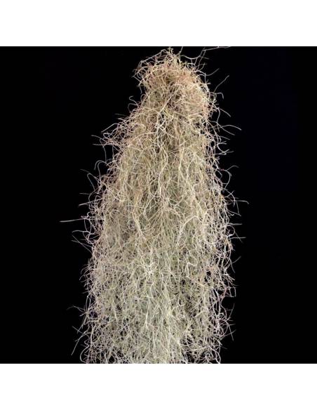 Tillandsia Usneoides Fein Grün Ecoterrazas