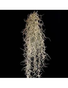 Tillandsia Usneoides Grob Silver Ecoterrazas