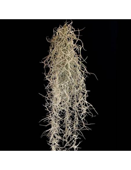 Tillandsia Usneoides Grob Silver Ecoterrazas