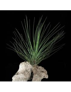 Tillandsia Festucoides Ecoterrazas 2