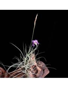 Mallemonti pulk Tillandsia Ecoterrazas 2
