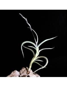 Tillandsia Myosura Ecoterrazas 2