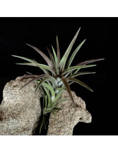 Tillandsia Neglecta Rubra Ecoterrazas 2