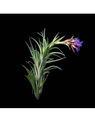 Tillandsia Neglecta Rubra Ecoterrazas