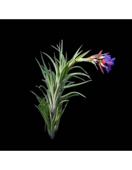 Tillandsia Neglecta Rubra Ecoterrazas