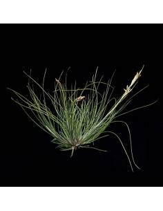 Remota clump Tillandsia Ecoterrazas