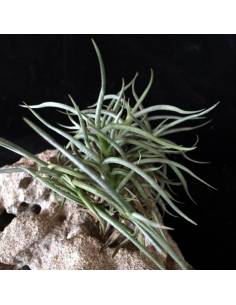 Tillandsia Retorta Clump Ecoterrazas 2