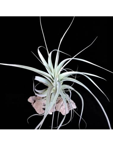 Tillandsia Straminea Ecoterrazas