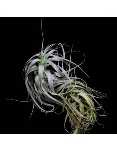Tillandsia Straminea Ecoterrazas