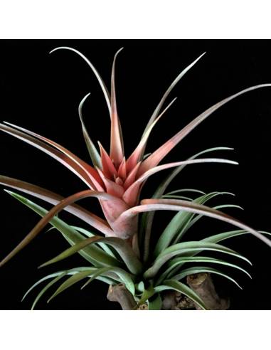 Tillandsia Lautneri Ecoterrazas