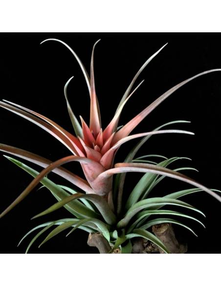 Lautneri Tillandsia Ecoterrazas
