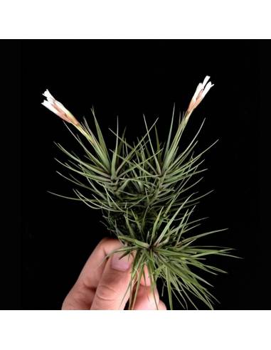 Tillandsia Tenuifolia Minima Pulk Ecoterrazas