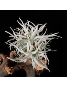 Chusgonensis Pulk Tillandsia Ecoterrazas 2