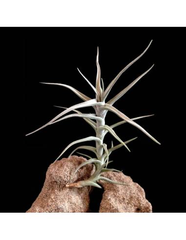 Tillandsia Diaguitensis Ecoterrazas