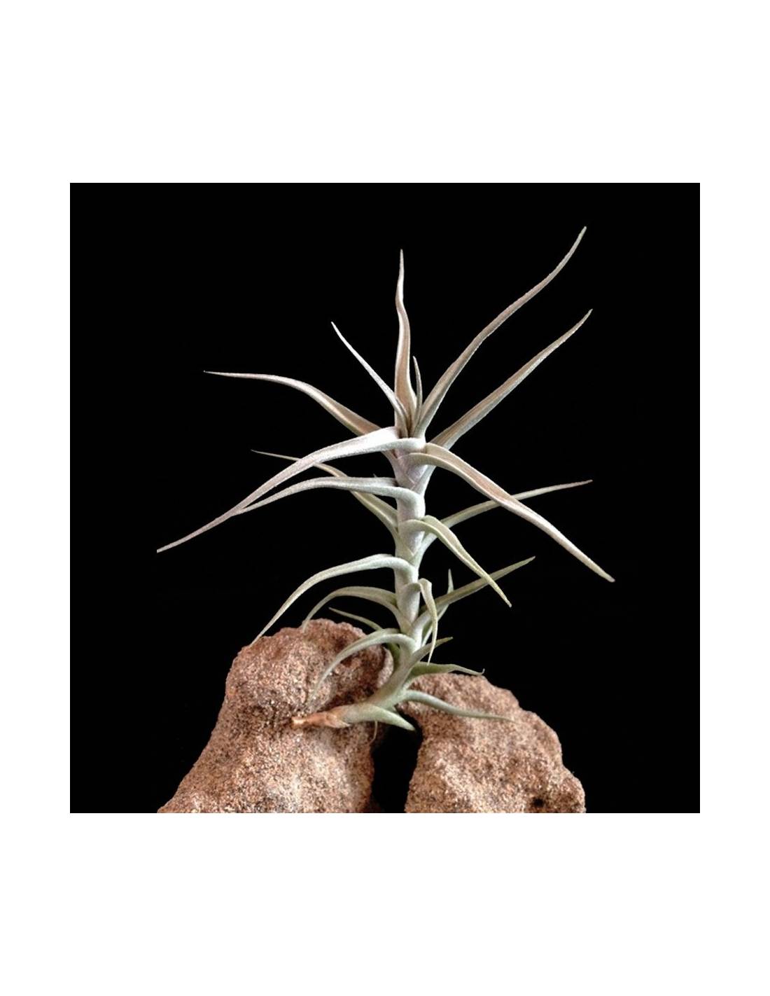 Tillandsia Domingo's Stripes 子株