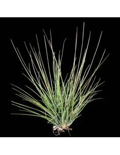 Setiformis pulk Tillandsia Ecoterrazas 2