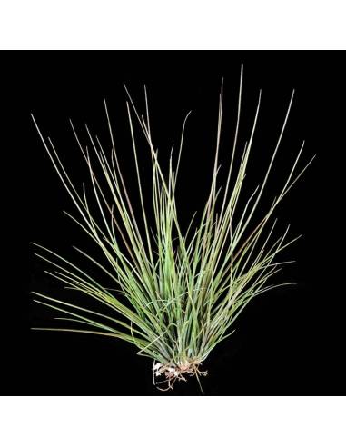 Setiformis pulk Tillandsia Ecoterrazas