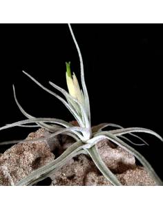 Lepidosepala Tillandsia Ecoterrazas 2