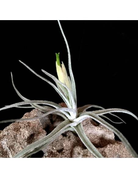 Lepidosepala Tillandsia Ecoterrazas