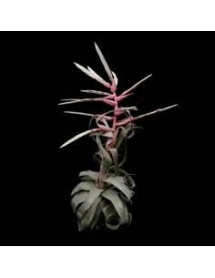 Tillandsia Streptophylla Ecoterrazas 2