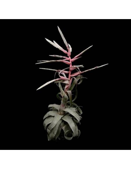Streptophylla Tillandsia Ecoterrazas