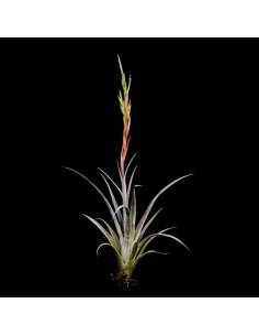 Tillandsia Elizabethae Ecoterrazas 2