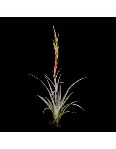 Elizabethae Tillandsia Ecoterrazas
