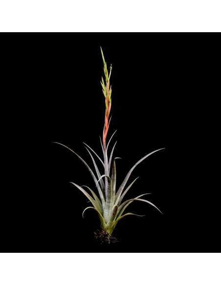 Elizabethae Tillandsia Ecoterrazas