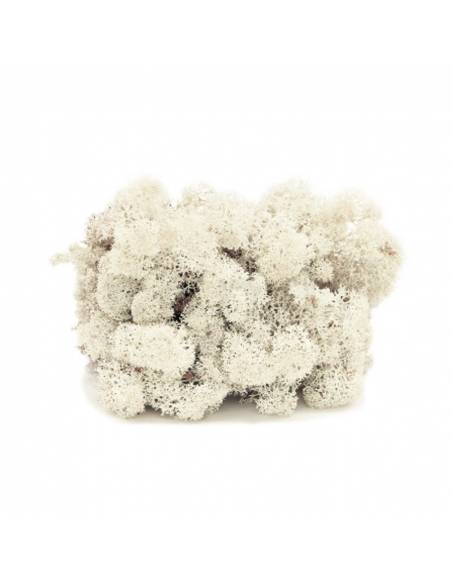 Lichen white