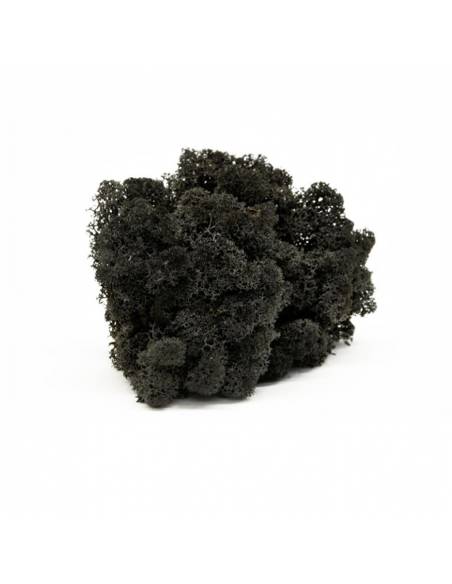 Lichen black