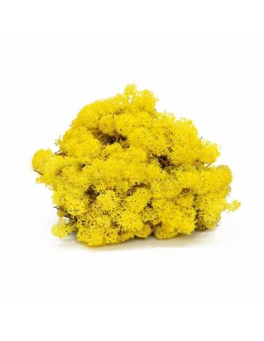 Lichen yellow