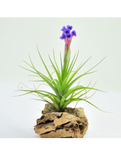 Aeranthos Tillandsia Ecoterrazas