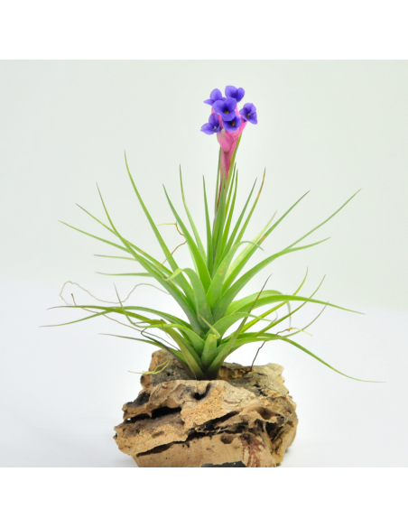 Aeranthos Tillandsia Ecoterrazas