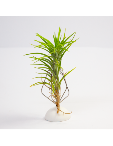 Araujei - Airplant São Paulo Tillandsia Ecoterrazas