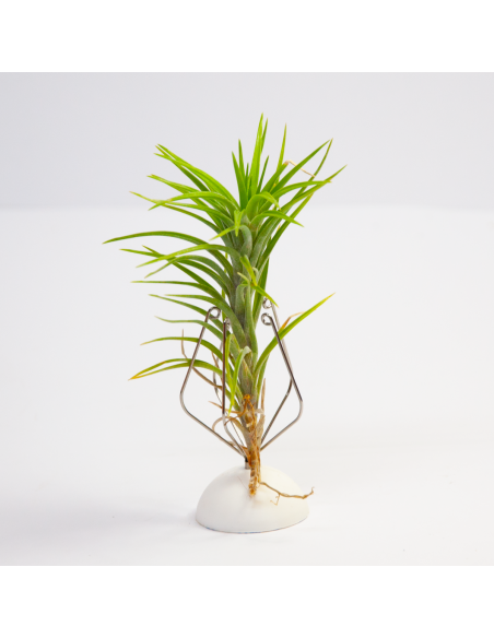 Tillandsia Araujei Ecoterrazas