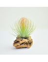 Andreana Tillandsia Ecoterrazas