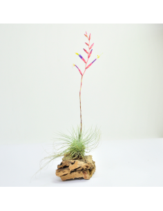 Argentea Tillandsia Ecoterrazas