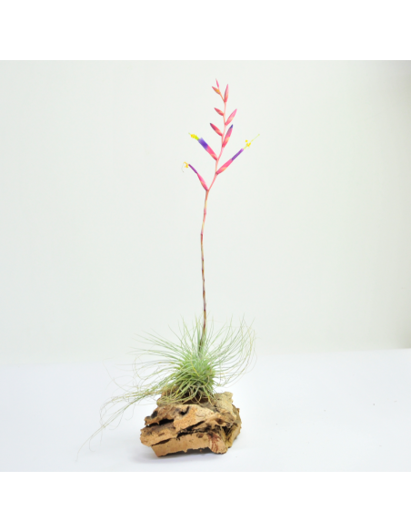 Tillandsia Fuchsii Gracilis Ecoterrazas