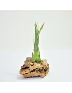 Arizae-juliae Tillandsia Ecoterrazas