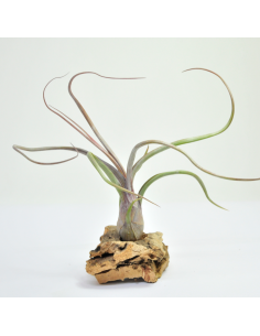 Baileyi Tillandsia Ecoterrazas