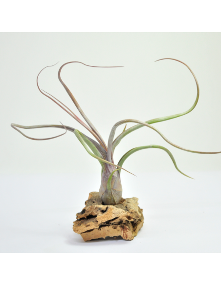 Baileyi Tillandsia Ecoterrazas