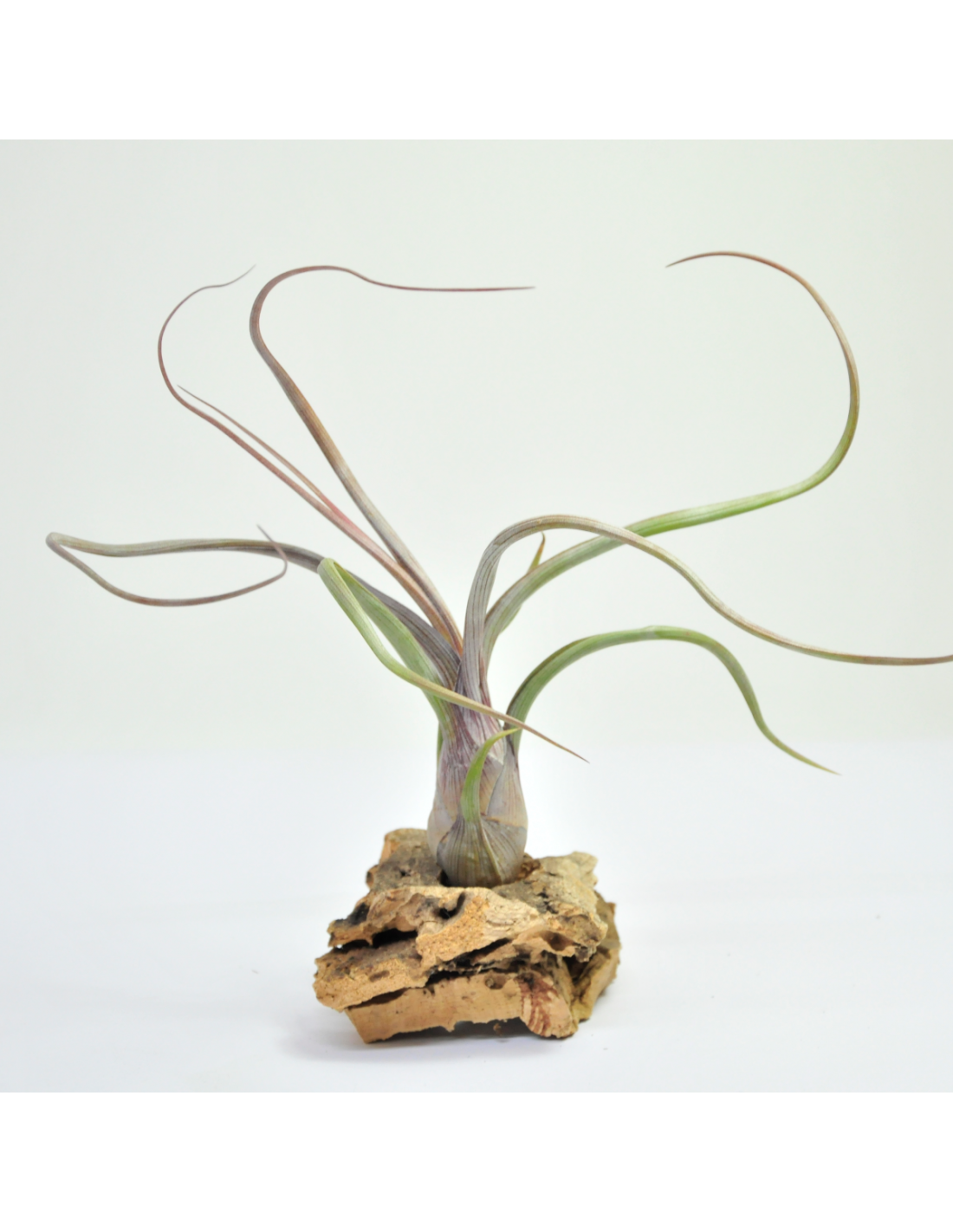 Tillandsia baileyi – 15 à 20cm - Fourmiculture