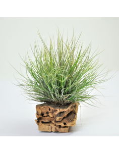 Bartrami simulata Tillandsia Ecoterrazas