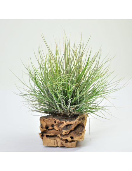 Bartrami simulata Tillandsia Ecoterrazas