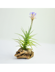 Tillandsia Bergeri Ecoterrazas