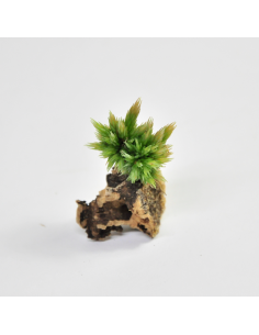 Tillandsia Bryoides Ecoterrazas