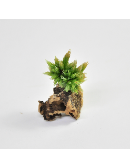 Tillandsia Bryoides Ecoterrazas